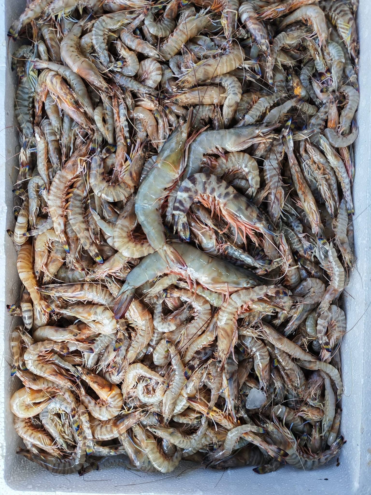 Catch being iced at the port